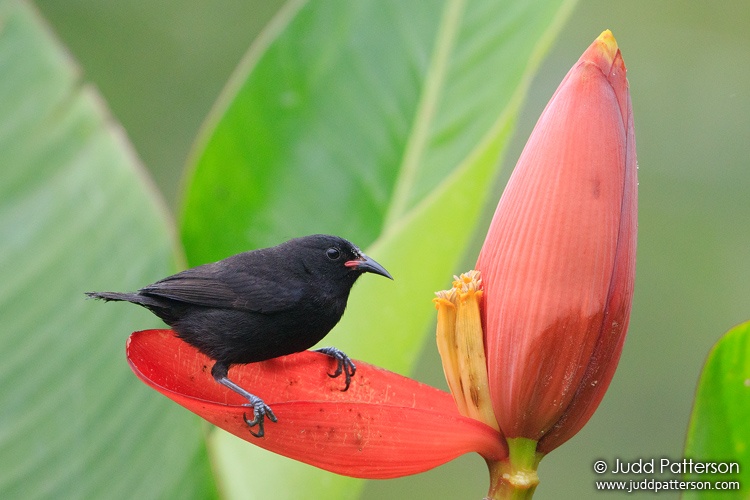 Bananaquit, La Soufriere Volcano Trailhead, Saint Vincent and the Grenadines